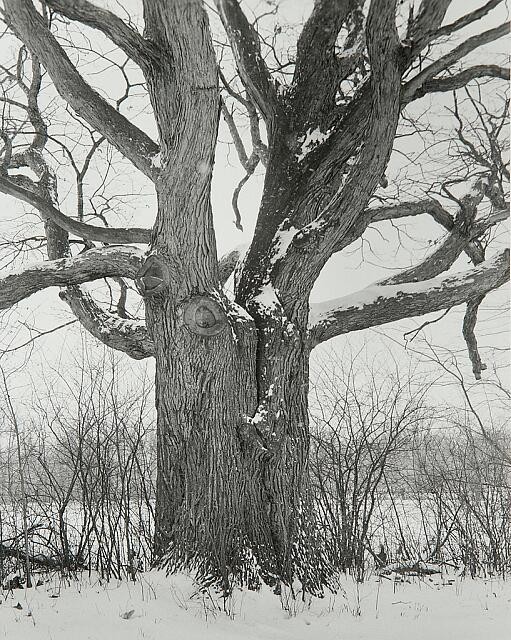 Photo:Chicago 1952 Snowy Tree Winter Landscape Architecture Lecture Photo