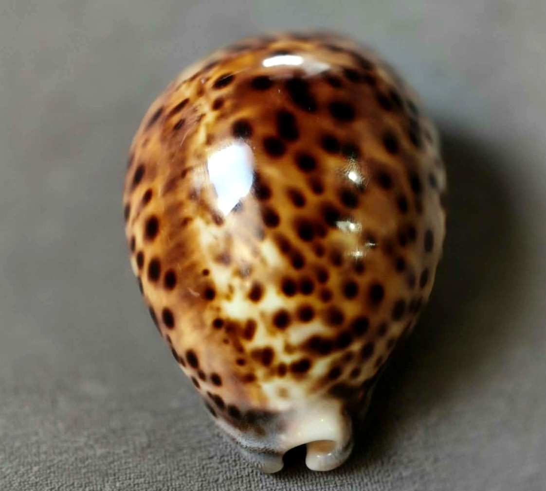 Cypraea tigris 93.5mm GEM Golden-Yellow Pattern WOW 