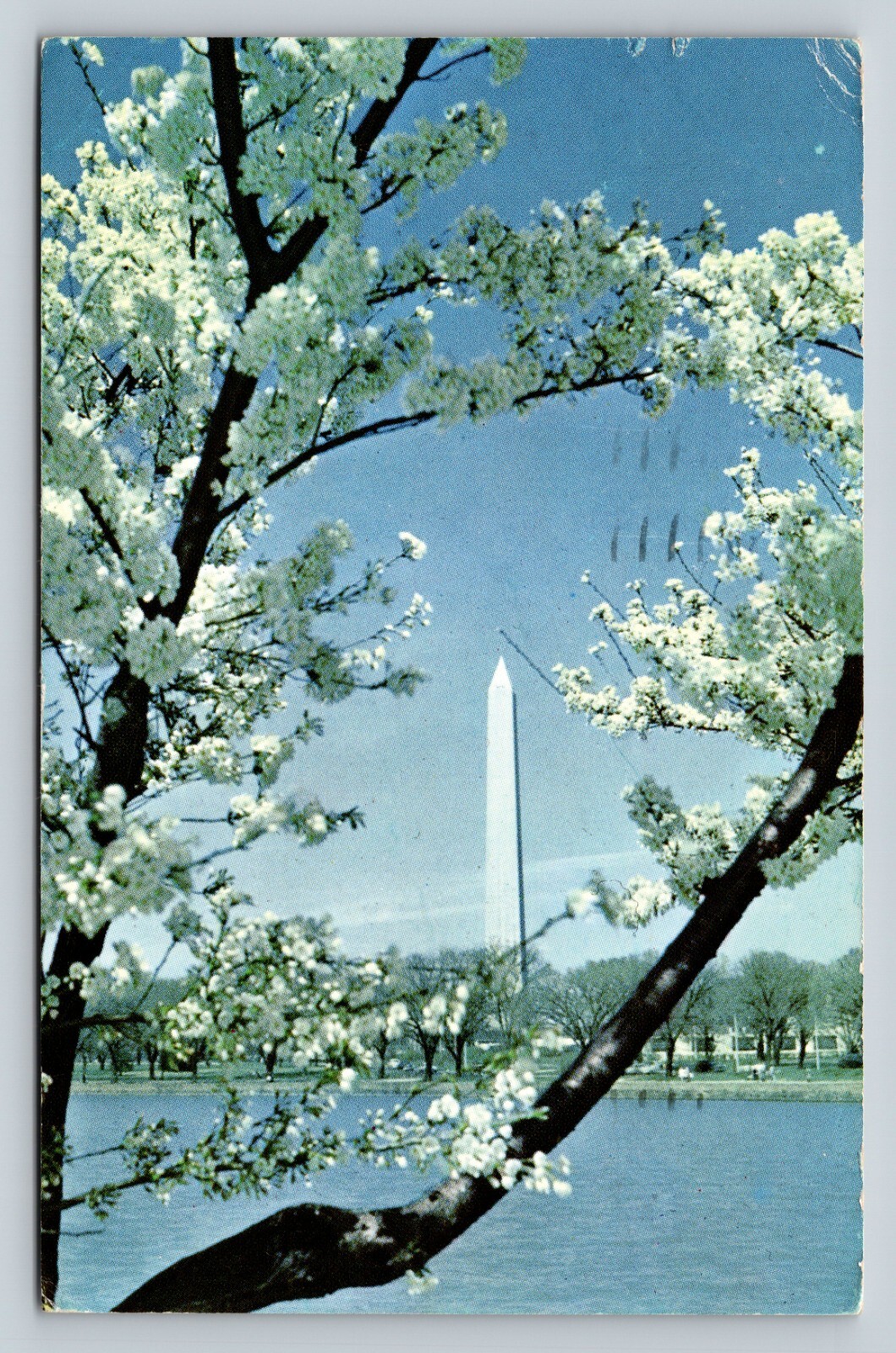 c1960 Washington Monument With Snow Covered Cherry Blossoms VINTAGE Postcard