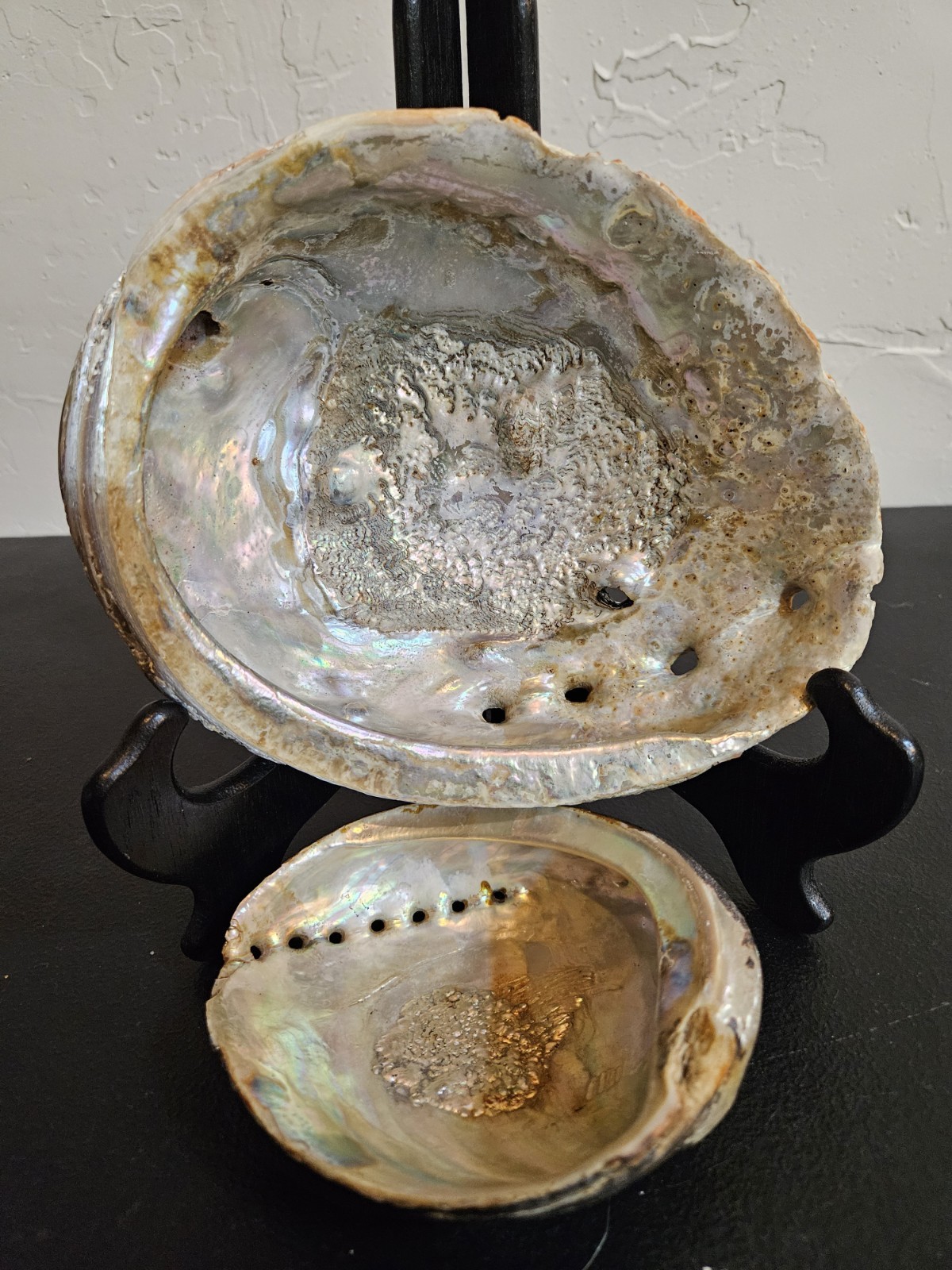 Two Very Old Abalone Shells