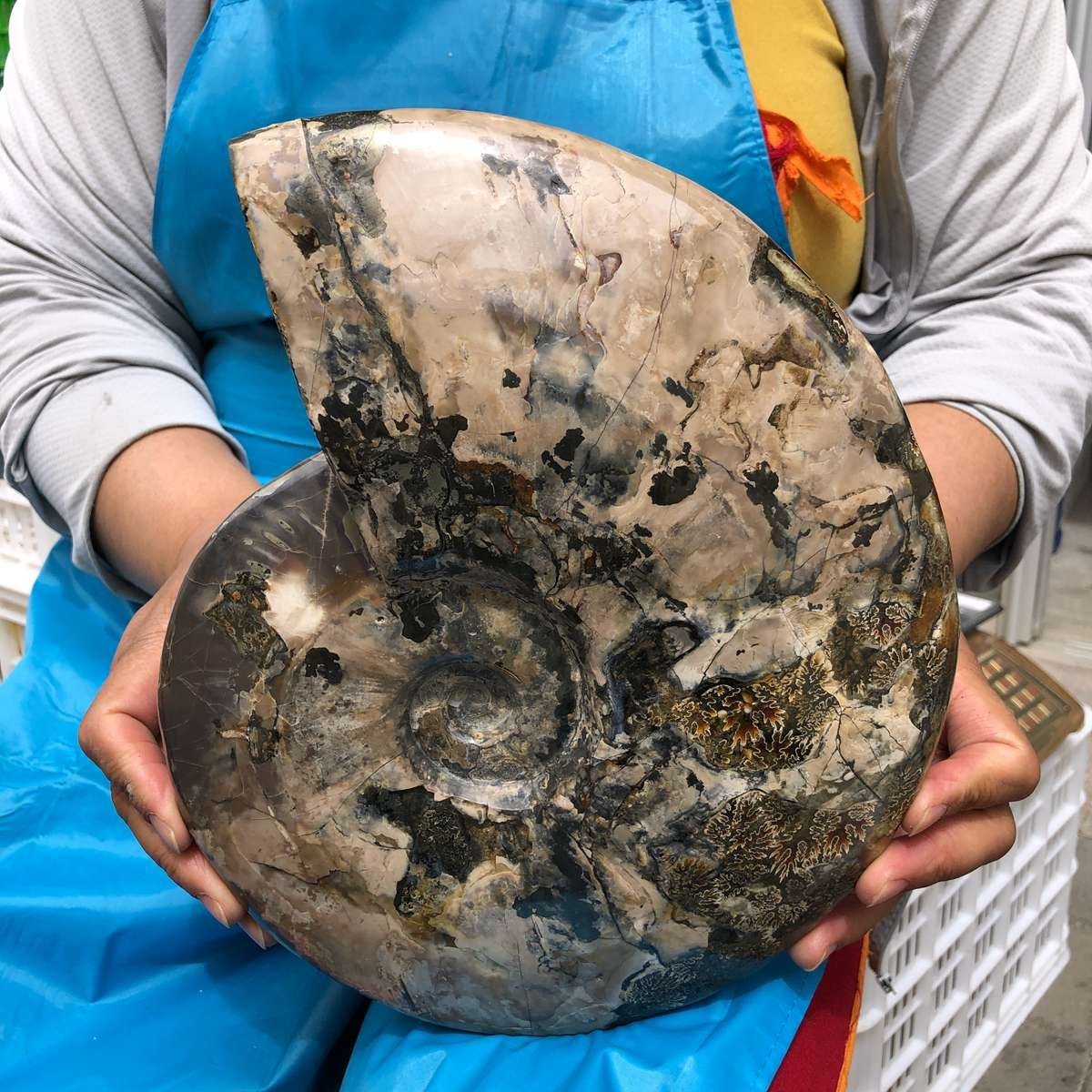 8.25LB Natural Tentacle Ammonite Fossil Specimen Shell Healing Madagascar