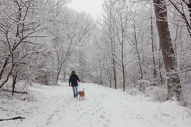 Takoma Park Maryland 2018 Dog Walker and Dog on Snowy Sligo Creek Trail
