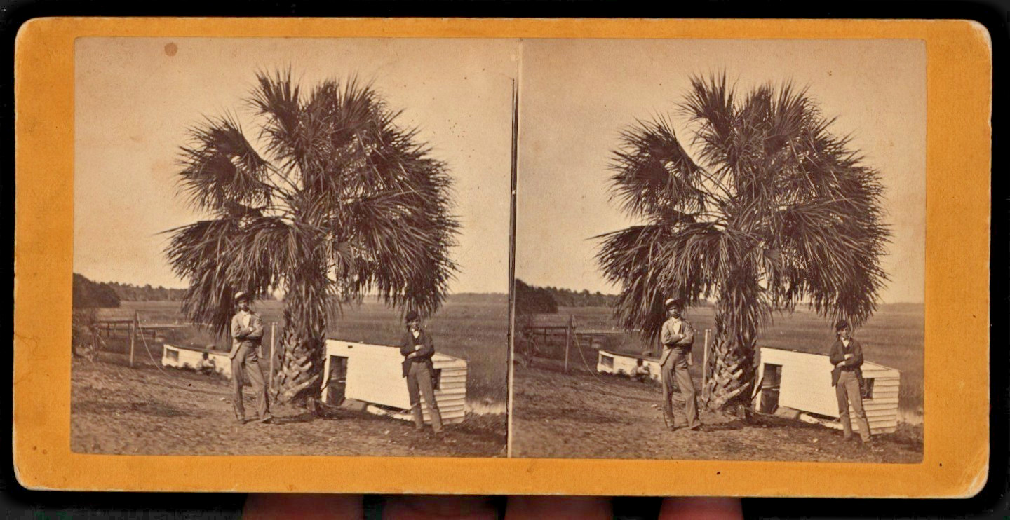 59)   Famous Palmetto Tree and little huts, posing for the camera Savannah, Ga.