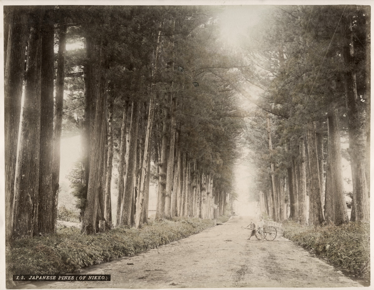 c.1890\'s PHOTO - JAPAN JAPANESE PINES OF NIKKO