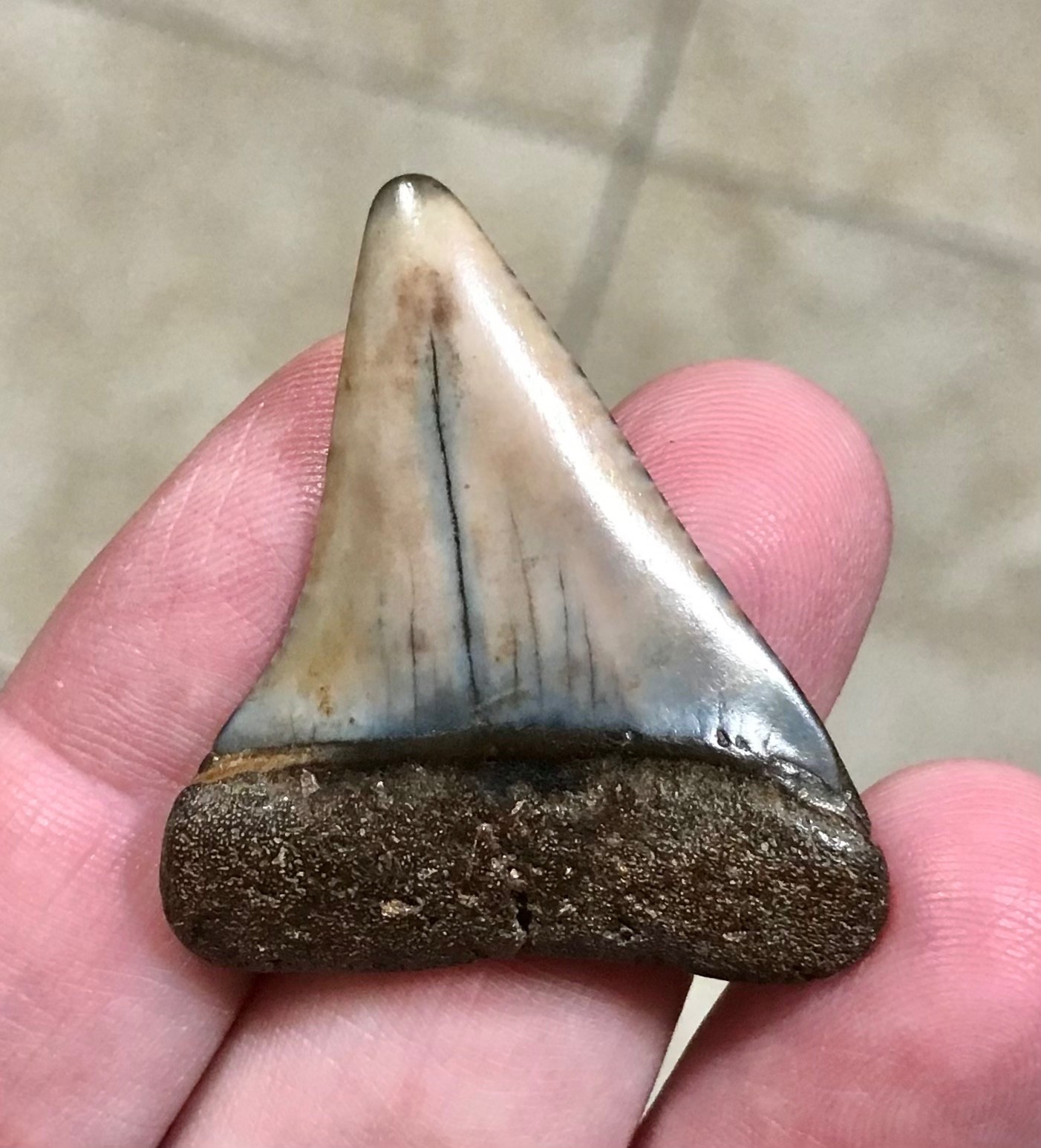 XL - BEAUTIFULLY SWEET & RARE - 1.73” - PERUVIAN - GREAT WHITE SHARKTOOTH FOSSIL