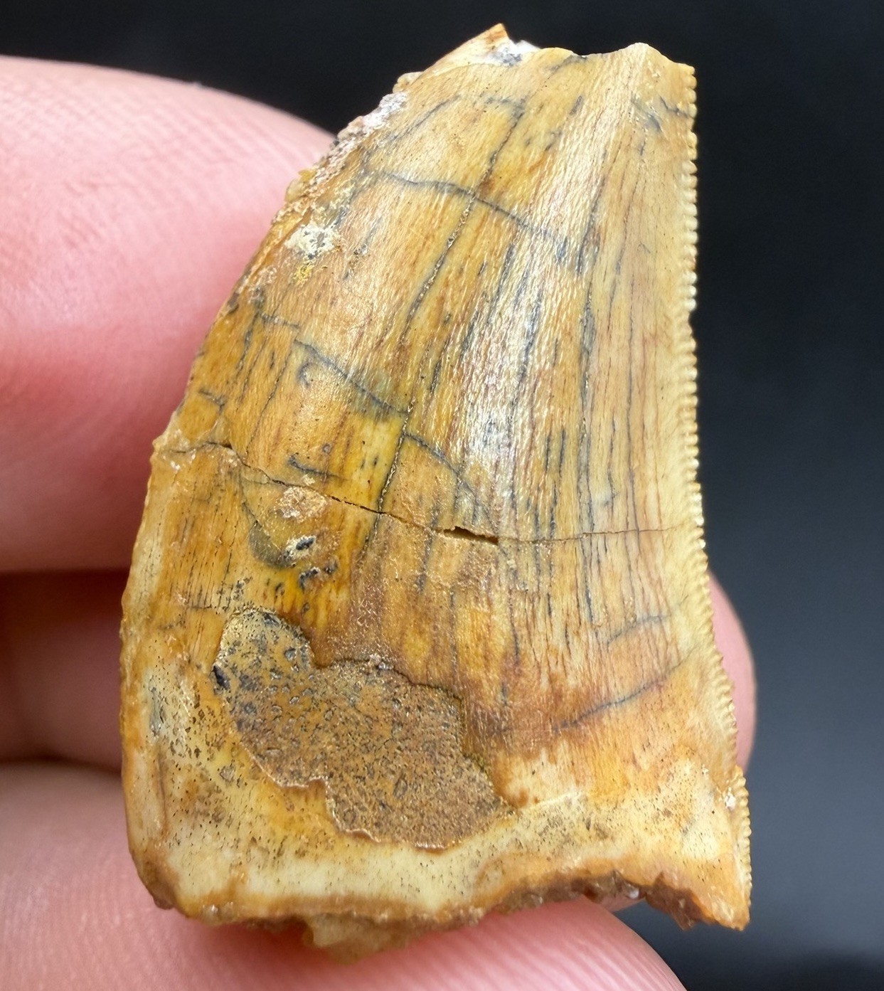 Charcharadonotosaurus Authentic Fossil Dinosaur Tooth Morocco 0.99”