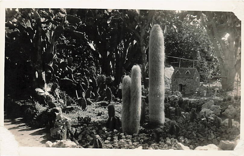 Postcard: RPPC Cactus Garden with Old Man Cactus and Stone Building