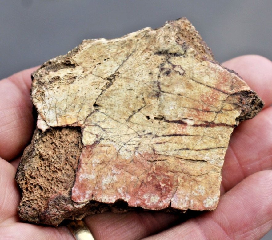Triceratops Small Frill Bone Section •  Lance Formation • Niobrara Co., Wyo.
