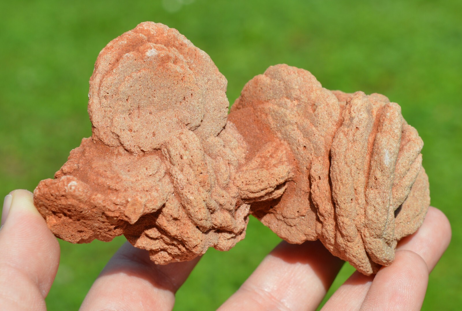Barite var. Barite Rose 440 gr - Lake Thunderbird area, Norman, Oklahoma, USA