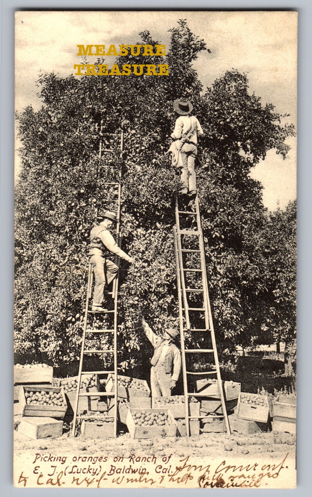 C.1906 BALDWIN, CA PICKING ORANGES ON RANCH OF E. J. (LUCKY) Postcard Q14