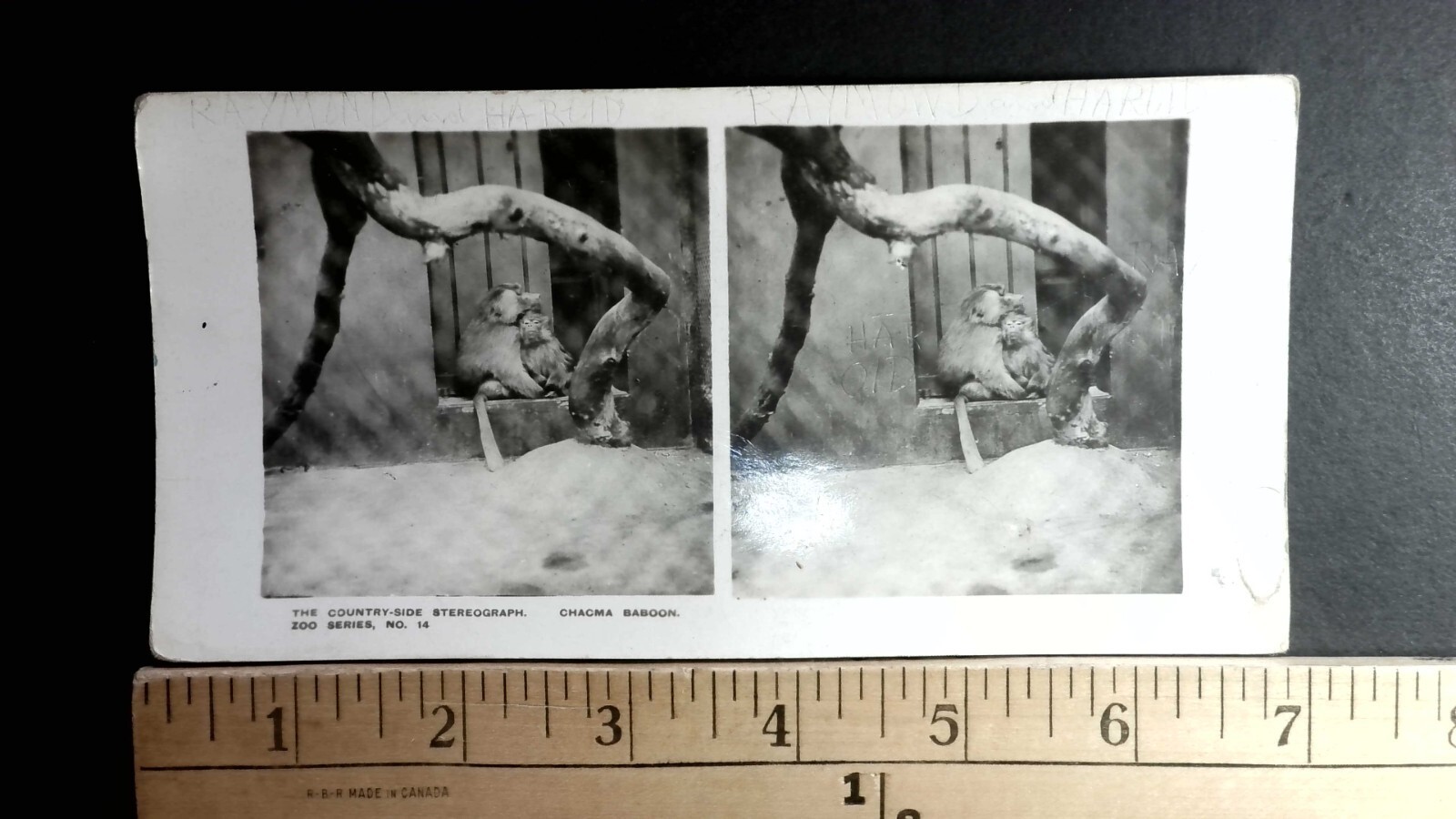Chacma Baboon Stereoview The Country-Side Stereograph Zoo Series 1910s Wildlife