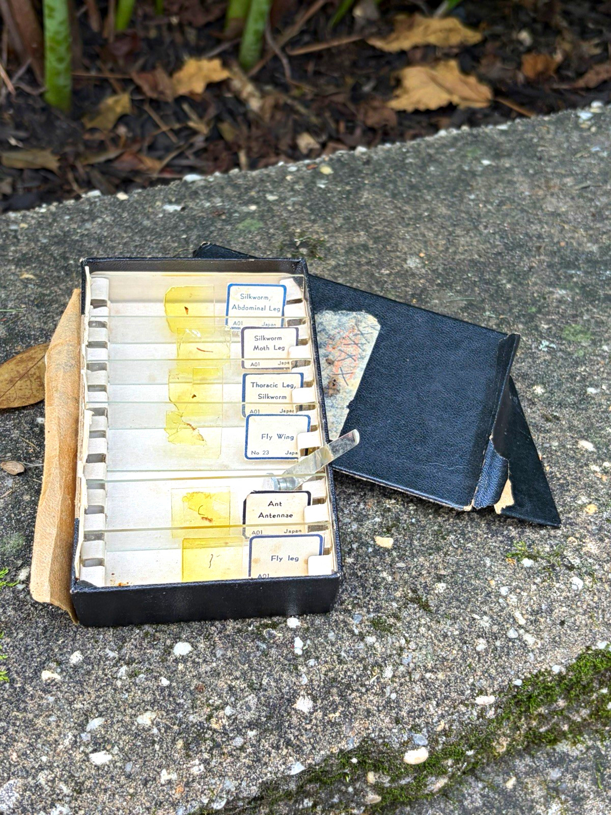 Lot of 6 Glass Microscope Specimen Slides w/ Case - Silkworm, Fly Wing, Ant
