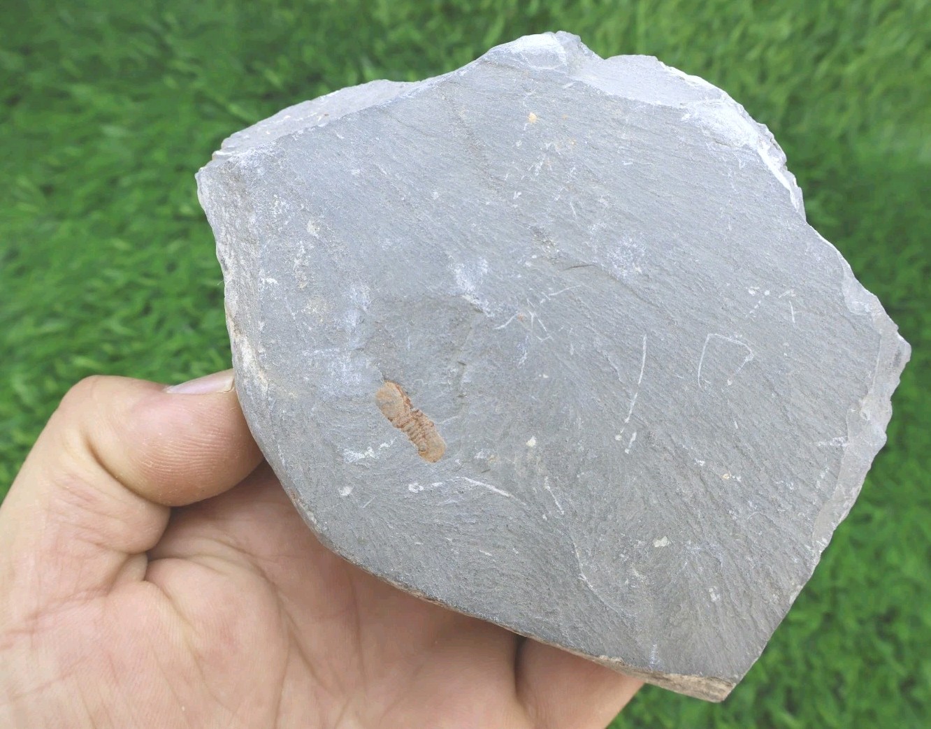 Cyclopyge Trilobite Fossil Rare Ordovician Specimen from Morocco 485 Million Yrs