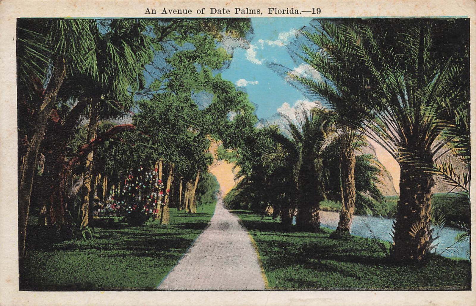 AVENUE OF DATE PALM TREES POSTCARD MIAMI FL FLORIDA 1910s