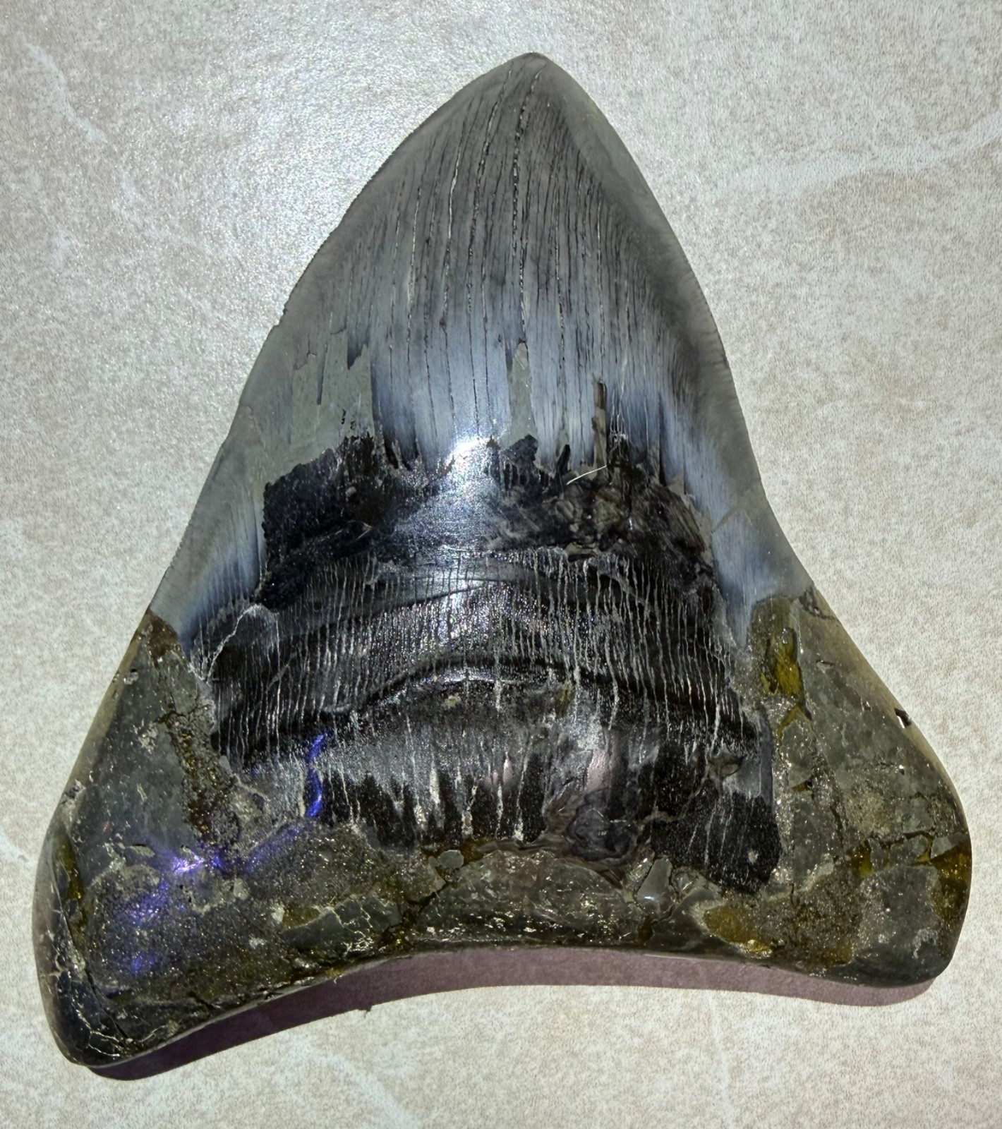 Megalodon shark tooth 6.25 inches with pyrite