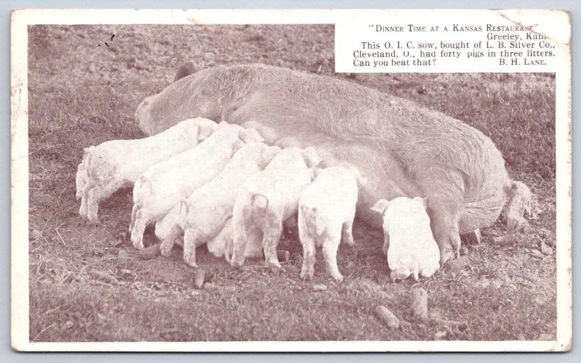 Antique Kansas Postcard GREELEY Sow Piglets Farm Life 1915 Rppc
