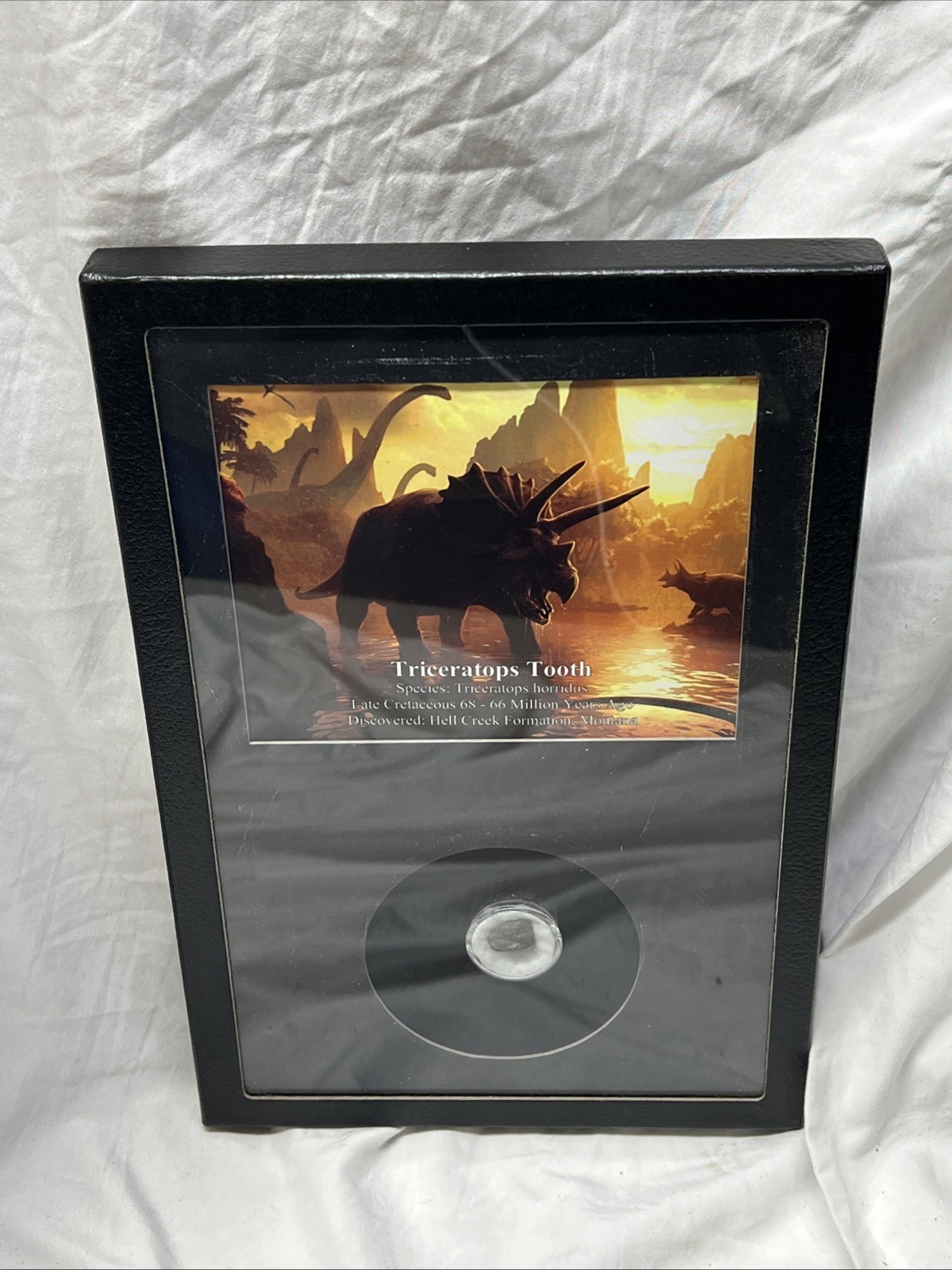 FRAMED TRICERATOPS HORRIDUS Tooth Fossil Dinosaur Tooth HELL CREEK