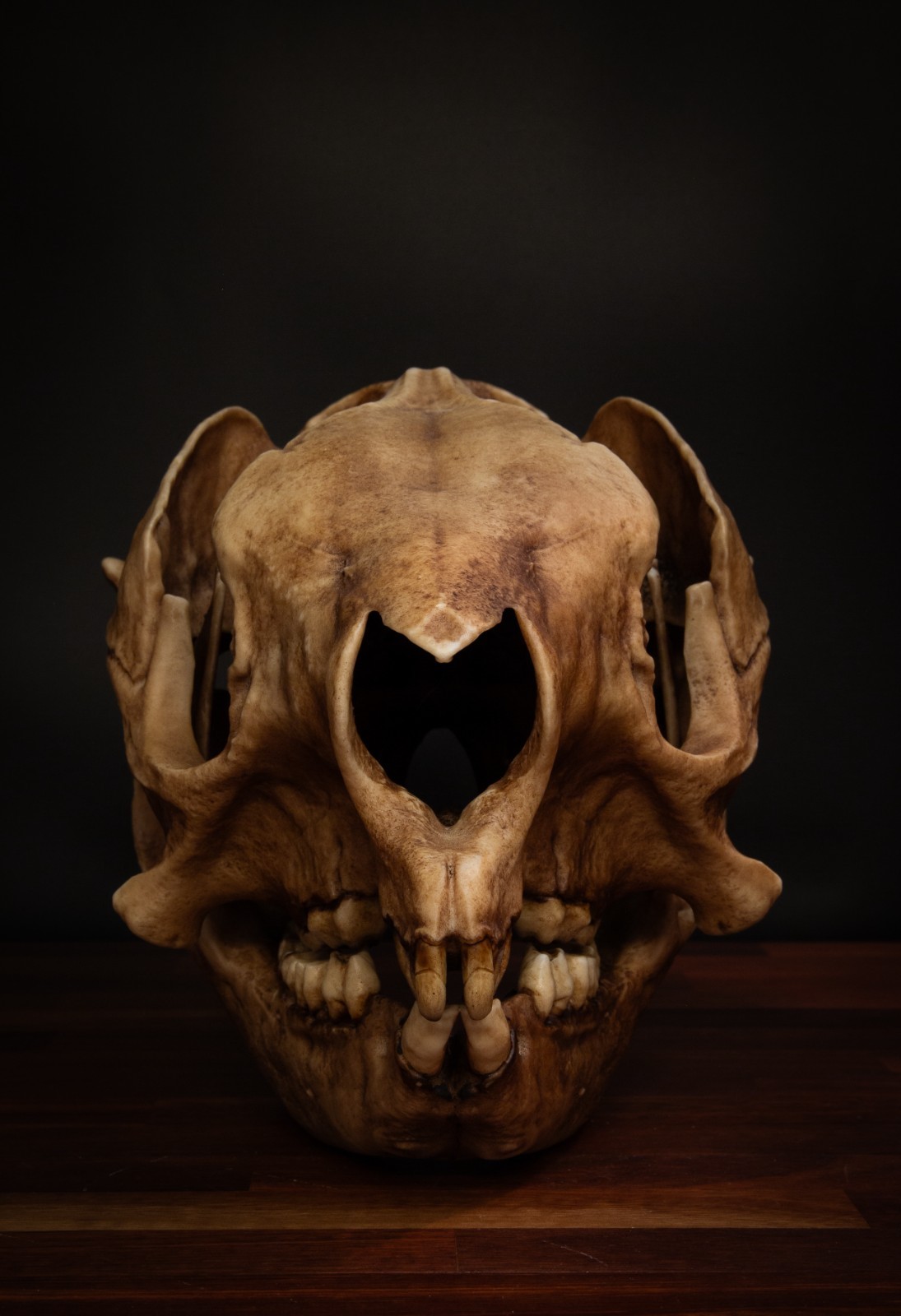 Procoptodon Goliath Skull Replica – Giant Prehistoric Kangaroo Fossil