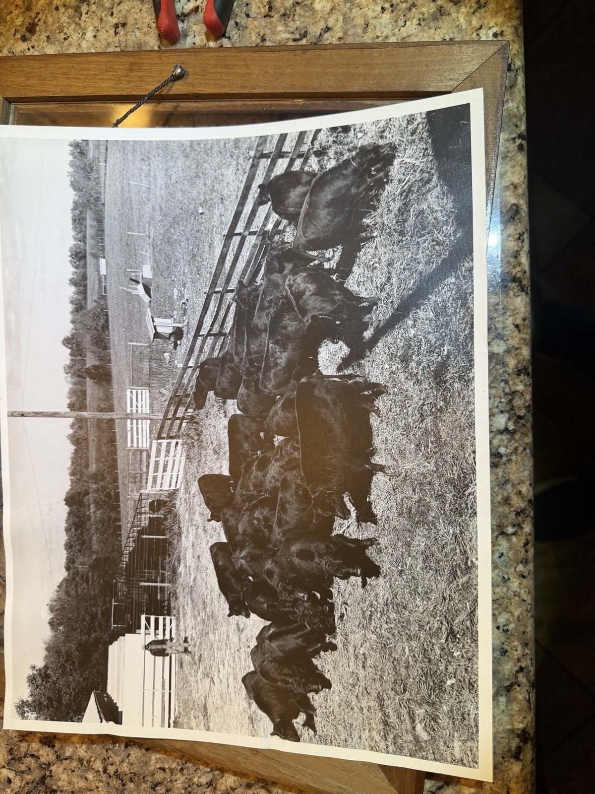Vintage B&W Cattle Corral Photo Odom Farm Wheat Ridge CO Applewood History