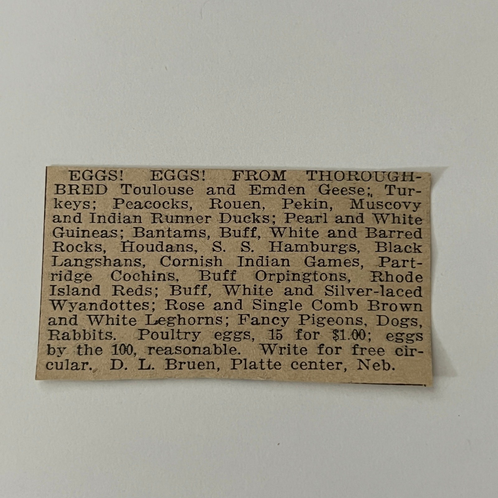 Bred Toulouse and Emden Geese D.L. Bruen Platte Center NE 1911 Ad SAG9-S11