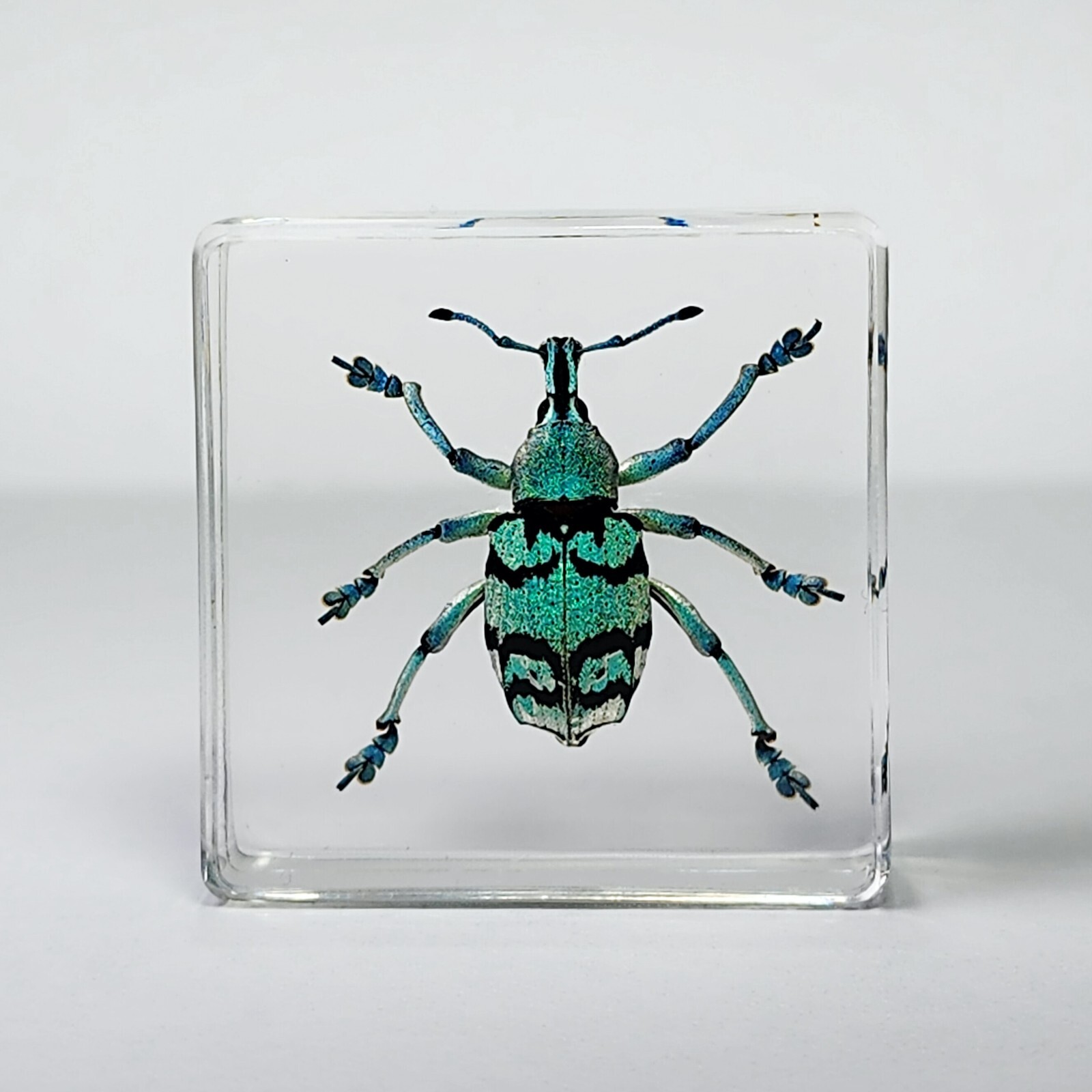 Rare Tiny Blue Weevil in Resin, Real Beetle in Resin, Eupholus chevrolati