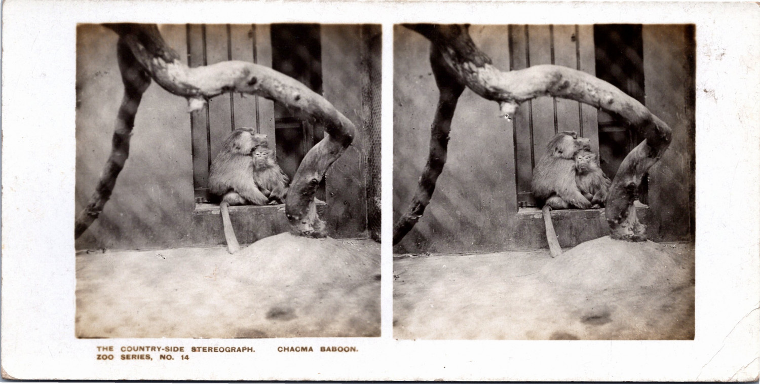 Baboon chacma in a zoo, vintage print, ca.1900, stereo vintage print, legend