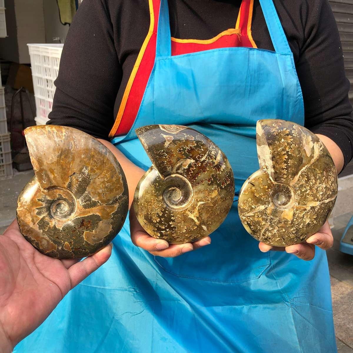 3pcs 4.22LB Natural Whole Ammonite Fossilized Crystal Mineral Specimen Healing