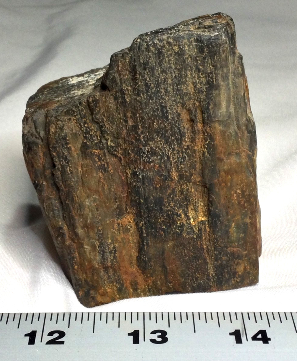 Triceratops bone