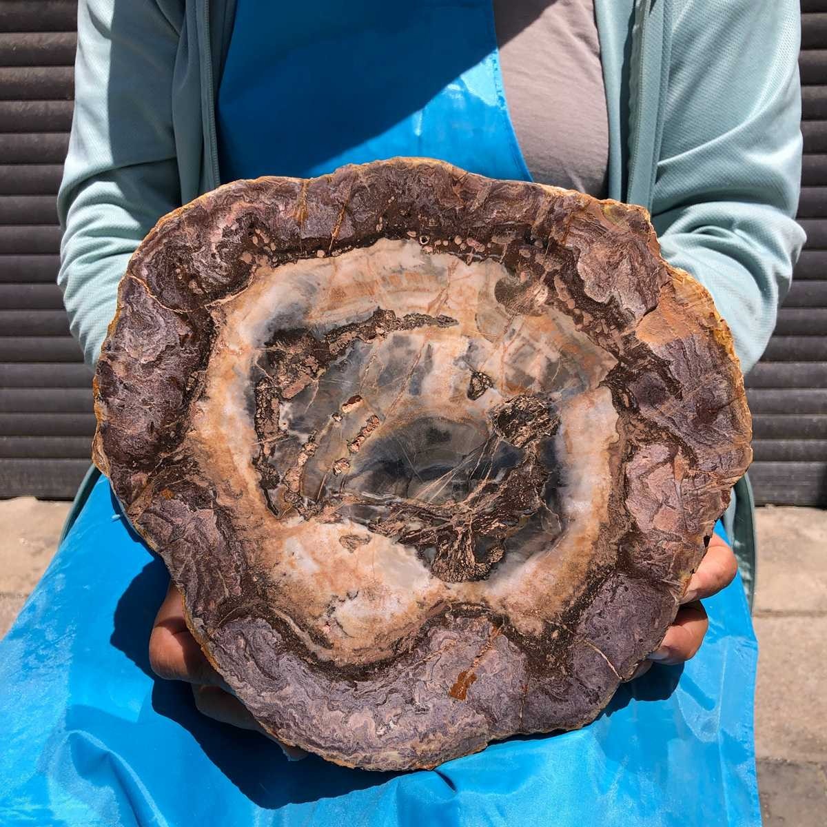 5.5LB Large Natural Wood Petrified Crystal Fossil Slice Specimen Healing 6384