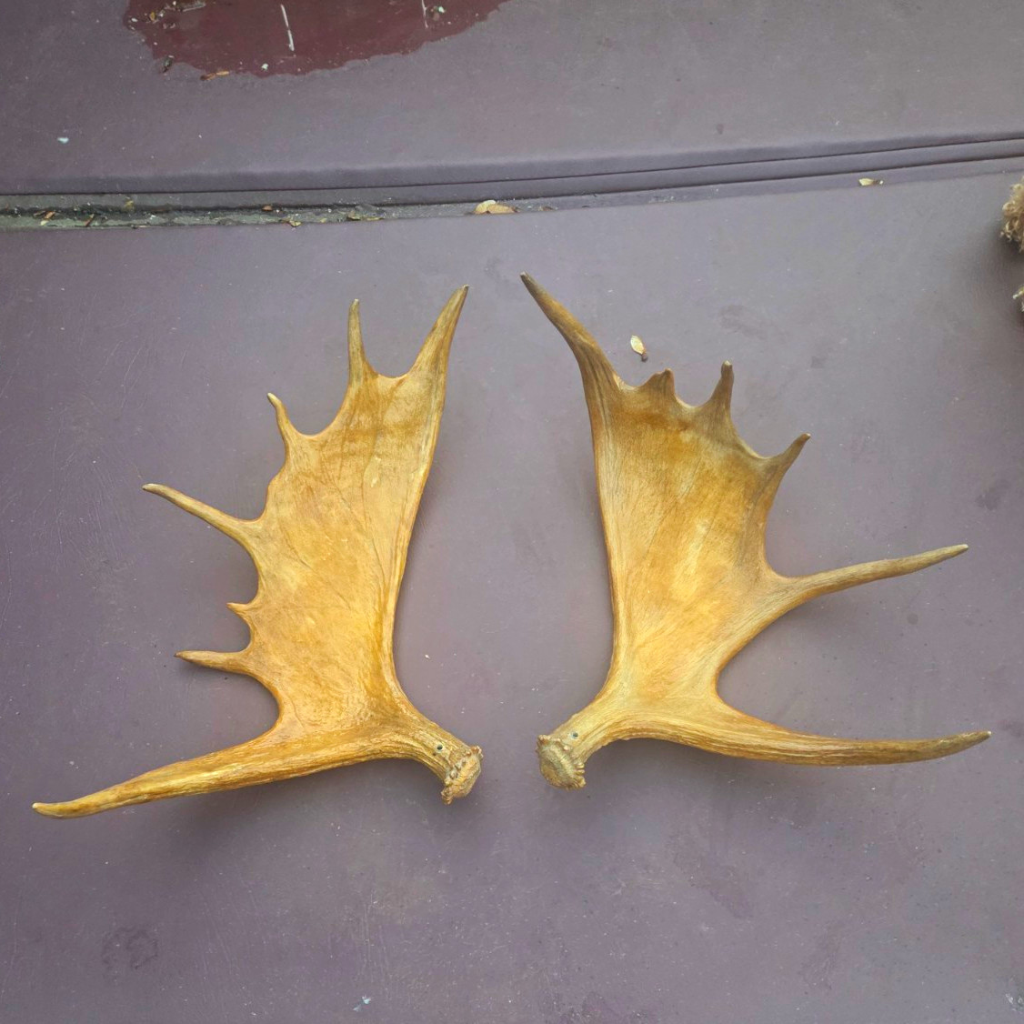 Pair of Moose Antler Sheds - Moose Antlers, Paddles, Natural Antler Material