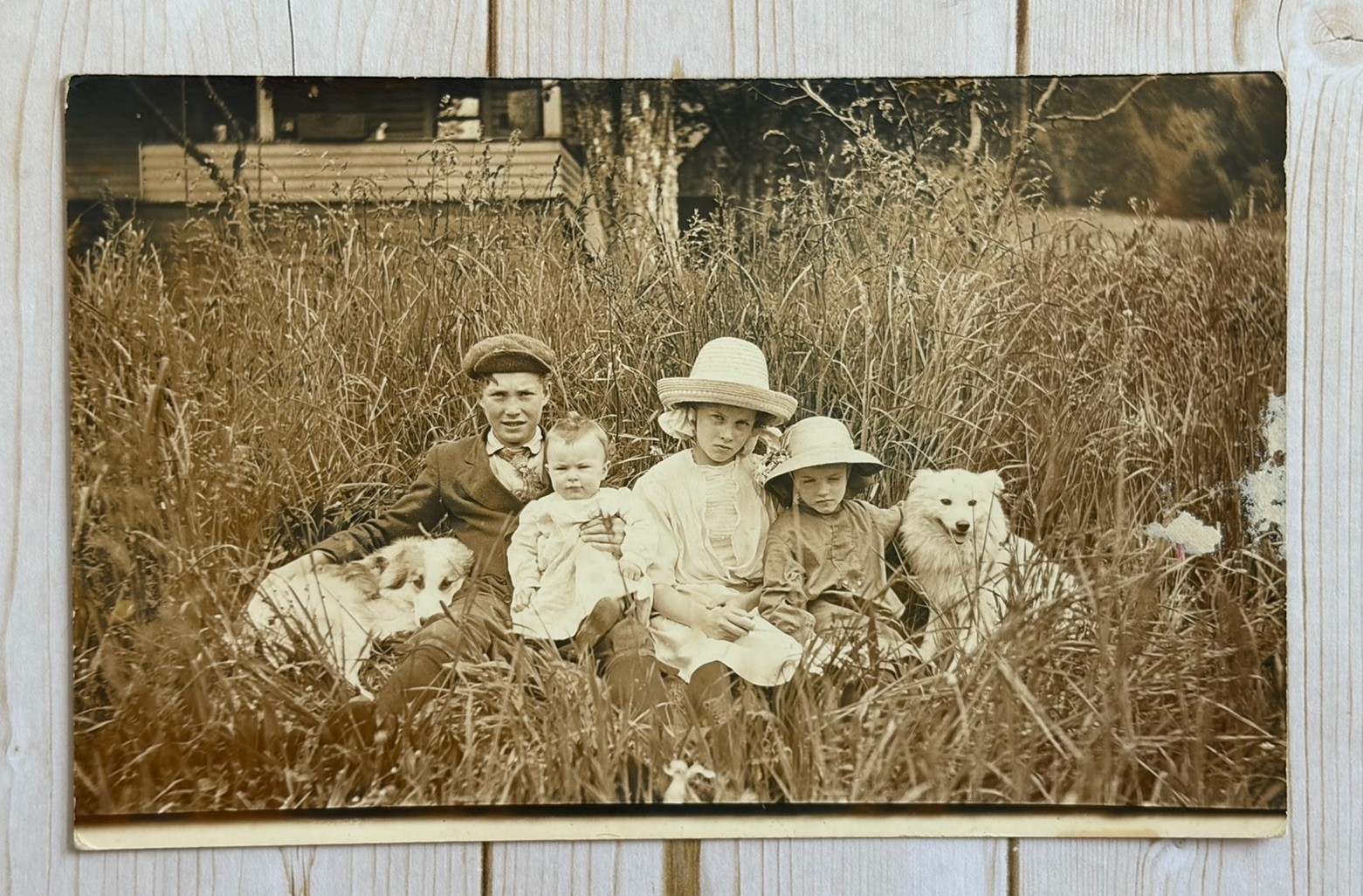 Antique RPPC 4 Children Siblings Posing With 2 Dogs In Tall Grass