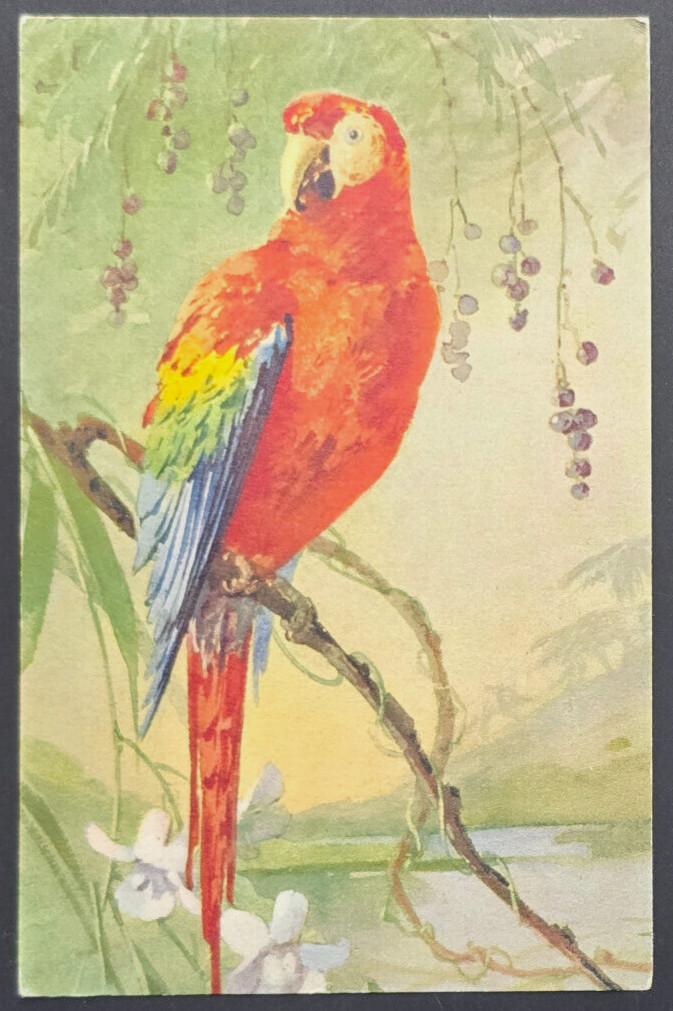 Vintage Scarlet Macaw Bird Postcard Edition Stähli Switzerland #119 Unused