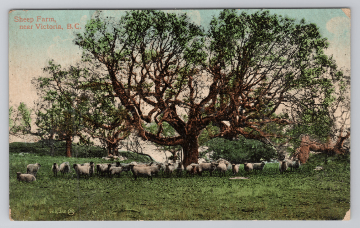 Sheep Farm near Victoria, B.C. Canada Valentine & Sons Postcard