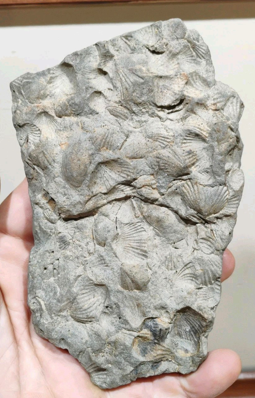 Ancient Marine Shell Fossil Mortality Plate Brachiopod Specimen 5