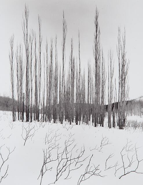 Photo:Chicago 1952 Snowy Trees Winter Landscape Photograph