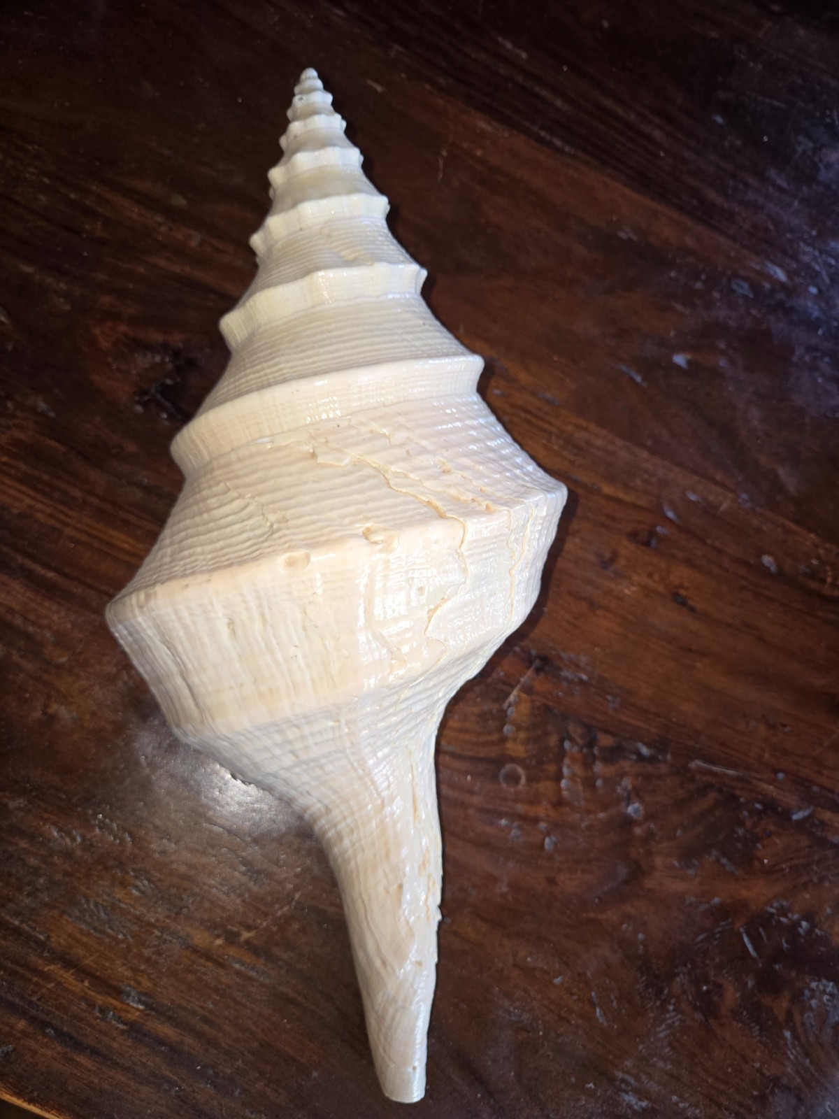 Huge OLD Syrinx Aruanus Australian Trumpet Conch Seashell 22” x 11” Sea Shell