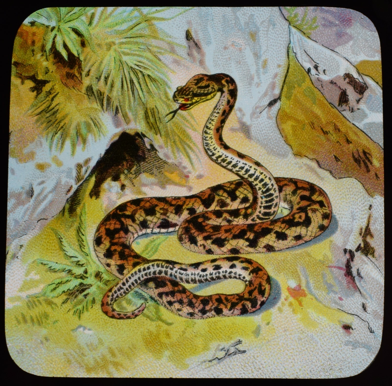 ANTIQUE Magic Lantern Slide SNAKES AND LIZARDS NO9 C1889 DRAWING A SNAKE 
