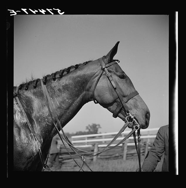 Photo:Warrenton Virginia 1941 Virginia Gold Cup Horse with Braided Mane