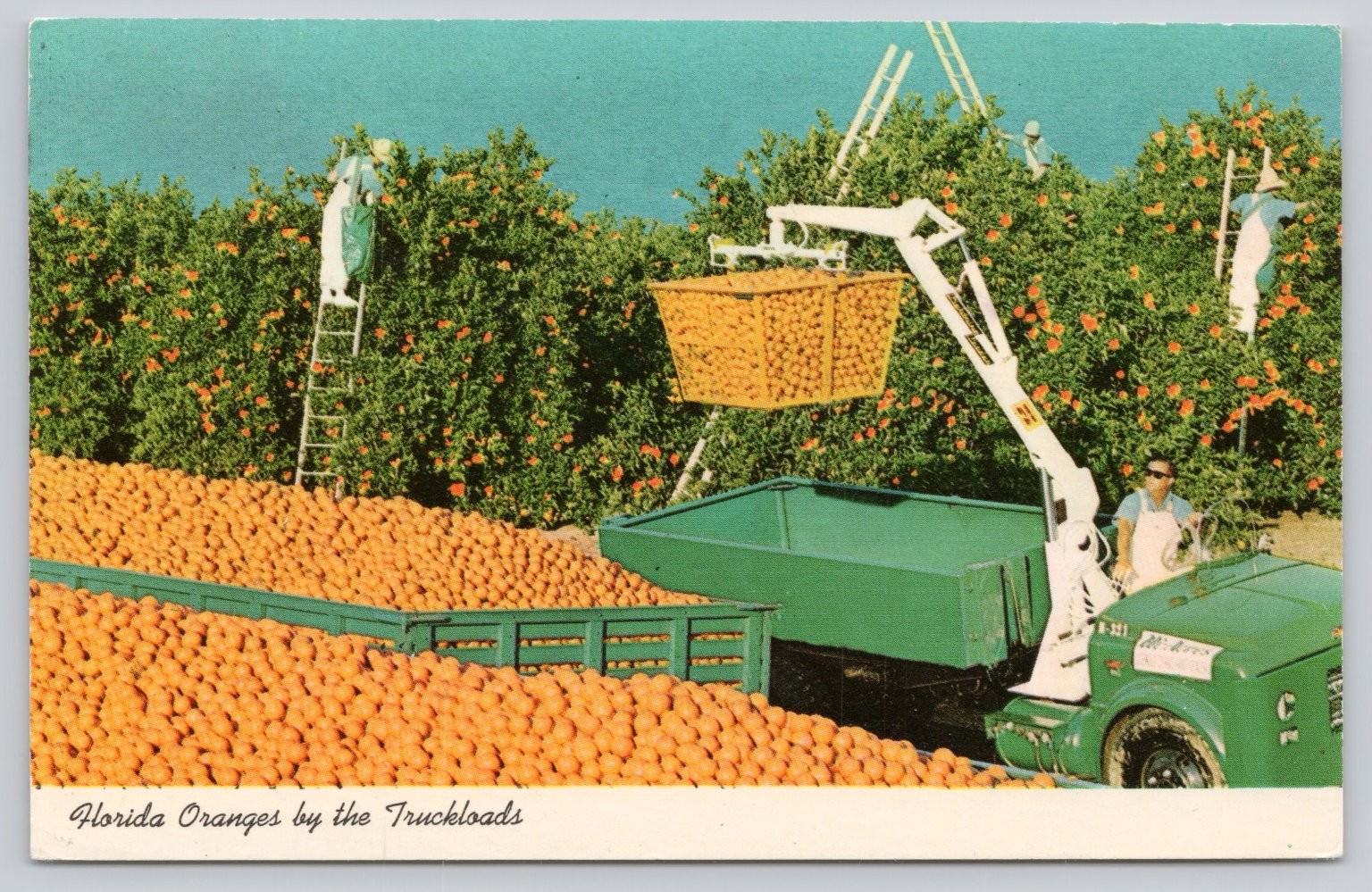 Vintage Florida Orange Harvest Postcard Zephyrhills Grove Cranes 1975 Postmark