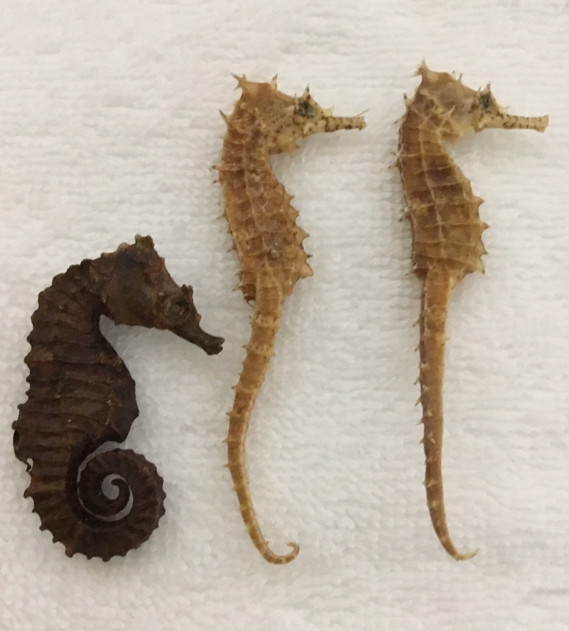Lot 3 Vintage Real Natural Dried Seahorse Specimen Hippocampus Erectus Skeleton
