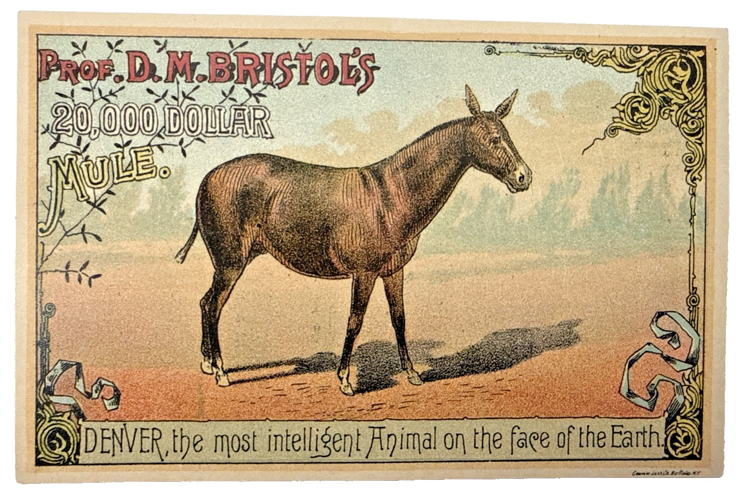 RARE Prof DM Bristol 20000 Mule Denver Educated Horses Victorian Trade Card 1888