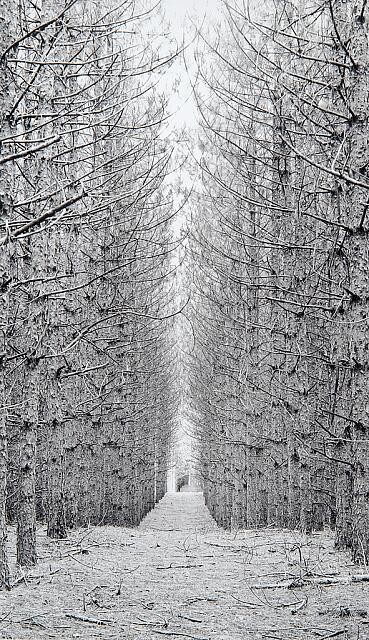 Photo:Chicago Architecture Foundation Lecture 1952 Winter Tree Avenue Path