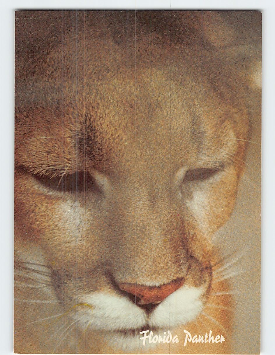 Postcard Florida Panther