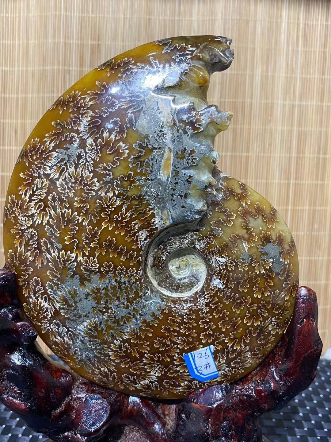 2.78LB Natural ammonite fossil conch Crystal specimen Reiki healing decor+Stand