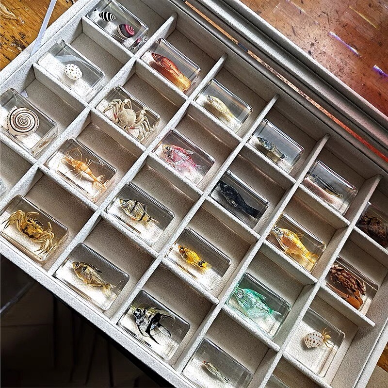 24pcs Real Fish in Resin Specimen Collection Marine Life with Display Box