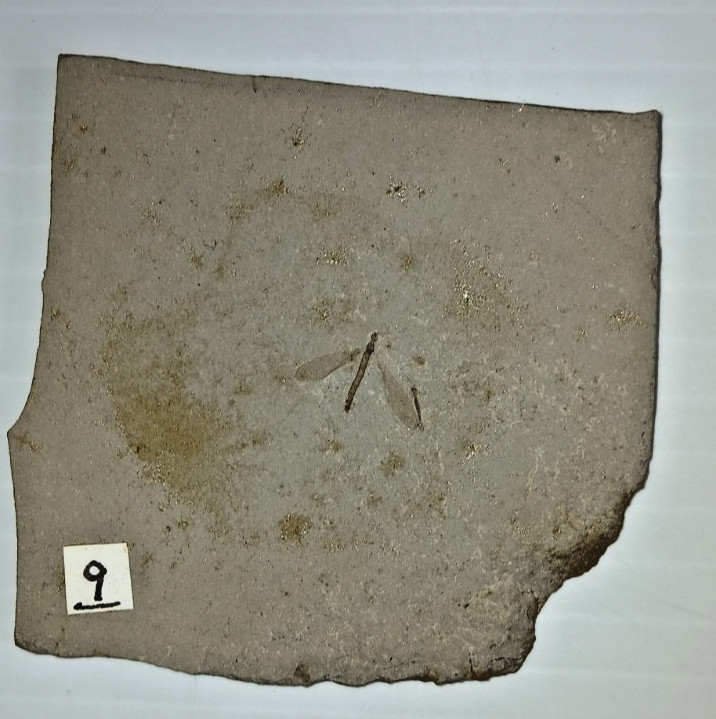 Plecia Pealei March Fly Green River Formation Parachute Creek Rio Blanco CO.