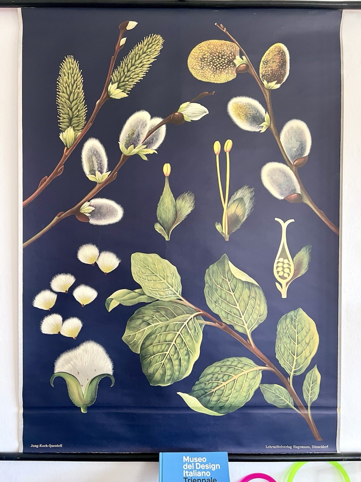 Vintage Salyx Pussy Willow School Wall Teaching Aid Jung Koch Quentell Botanical