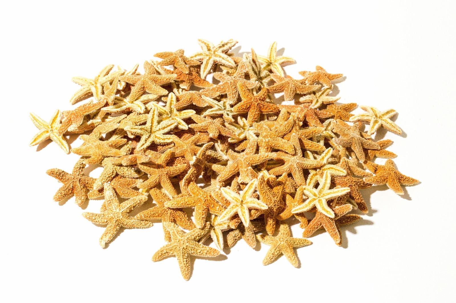 NessaStores- Sugar StarFish Sea Shell Wedding Real Craft 1 - 2\