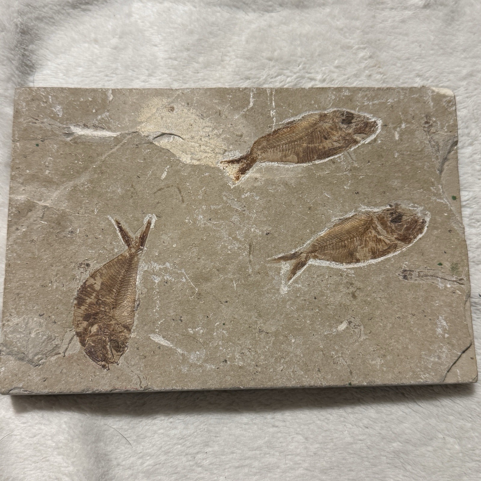 Diplomystus Fish Fossil Fish Skeleton Lebanon Cretaceous Age NICE