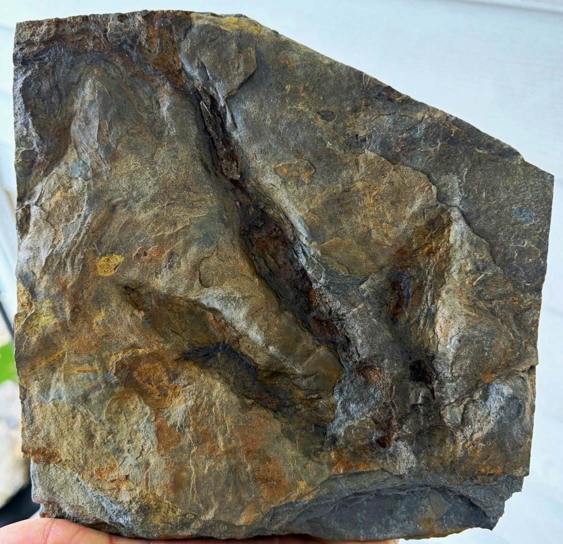 Nice Jurassic Dinosaur Footprint Fossil Track Imprint Gray Bed